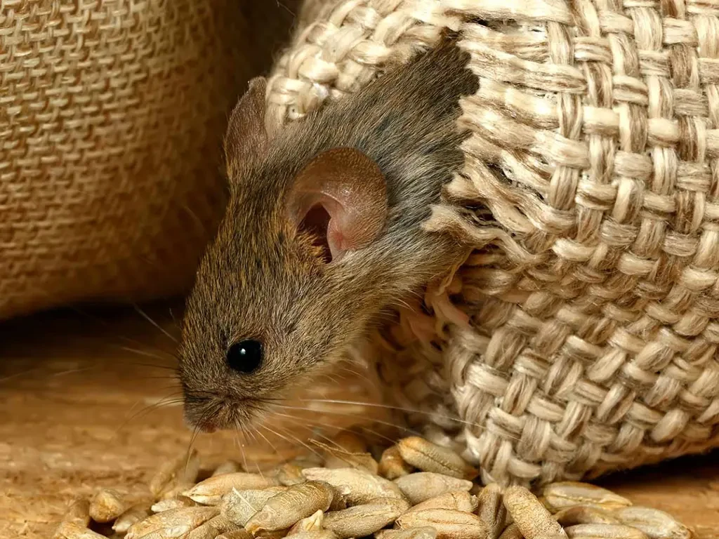 Schmuckbild: Eine Maus sitzt in einer geflochtenen Tasche und schaut neugierig heraus